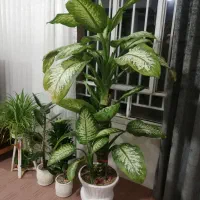 گل دیفن باخیا