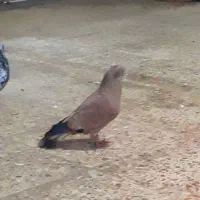 فروش تاپ پرتقالی یتیکه|پرنده|کارون, |دیوار