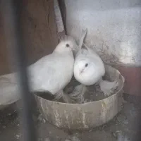 پرنده|پرنده|بستان آباد, |دیوار