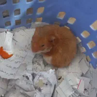 دو عدد همستر  نر و ماده تمیز به فروش می‌رسد