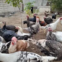 بوقلمون طبیعی|حیوانات مزرعه|مشگین شهر, |دیوار