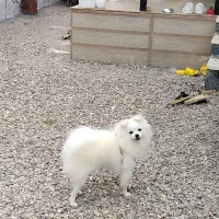 سگ پامر|سگ|رشت, معلم|دیوار