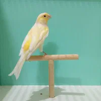 قناری ماده|پرنده|قم, شهرک امام حسن|دیوار