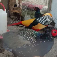 خروس زینتی|حیوانات مزرعه|اردبیل, |دیوار