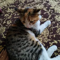 واگذار ی گربه