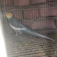 جفت عروس هلندی سینامون