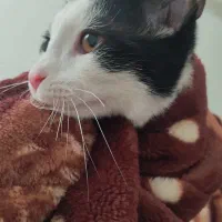 گربه نر dsh مهربون و بغلی.رایگان