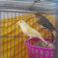 قناری جفت|پرنده|اردبیل, |دیوار