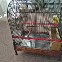 عروس هلندی ماده و قفس سهره دست ساز|پرنده|رباطکریم, شهرک والفجر|دیوار