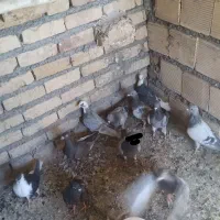 کفتر خارج شهری