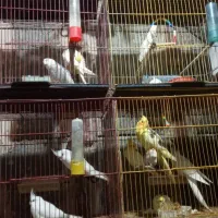 قفس ۳طبقه عروس