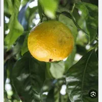 خرید بذر نارنج و تفاله نارنج در منزل شما