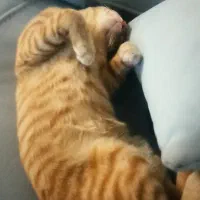 واگذاری گربه نارنجی|گربه|ساری, |دیوار