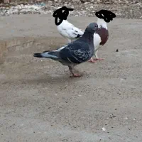 کبوتر مگس سینه ای زاغ|پرنده|سراوان, |دیوار