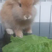 خرگوش لوپ|موش و خرگوش|پاکدشت, پاکدشت (مامازند)|دیوار