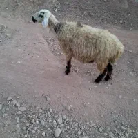 دوعدد شیشک