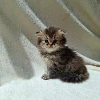 گربه بریتیش گربه اسکاتیش موقعیت شیراز