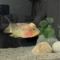 ماهی فلاورهورن|ماهی|بندرعباس, |دیوار