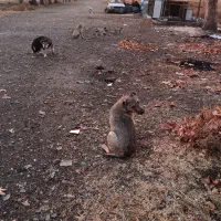 نر سرابی|سگ|قدس, شهرک دانش|دیوار