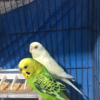جفت مرغ عشق با جوجه
