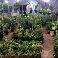 گلکده همیشه بهار