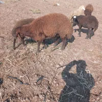 قوچ یک ساله قد کشیده