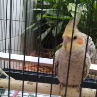 عروس هلندی، طوطی|پرنده|صحنه, |دیوار