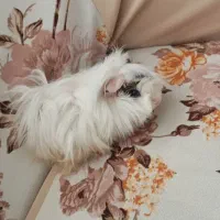 خوکچه هندی فشن|موش و خرگوش|تهران, شمشیری|دیوار