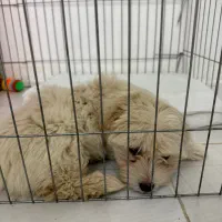 سگ شیتزو مالتیز