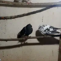 کبوتر تزئینی وپرشی|پرنده|طاهرگوراب, |دیوار