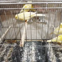 قناری ماده|پرنده|مسجد سلیمان, |دیوار