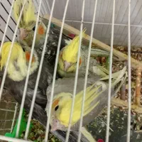 عروس هلندی زیبا و سالم