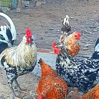 فقط تخم نطفه دار فقط گلین لری اصل