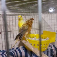 جفت قناری با قفس و لوازم