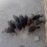 بوقلمون نر و ماده موجوده