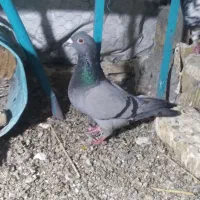 اشیاء