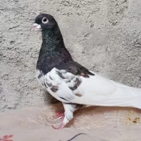 یال قهوه ای نر گل دار