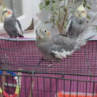 فروش عروس هلند ی