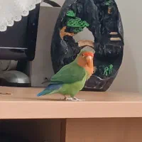 یک جفت طوطی برزیلی|پرنده|پاکدشت, پاکدشت (مامازند)|دیوار