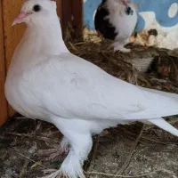 کبوتر طوقی سفید