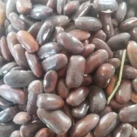 بذرلوبیا سبز