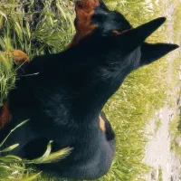 سگ نر. doberman