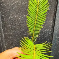 گل نخل سیکاس و یوکا|گل و گیاه طبیعی|کرج, دولت‌آباد|دیوار