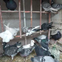 پرنده|پرنده|قم, باجک یک|دیوار