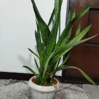 گل سانسوریا