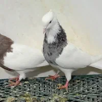 طوقی و گرده دار|پرنده|بروجرد, |دیوار