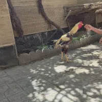 خروس لاری دانگ بالاافغان