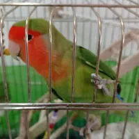 طوطی برزیلی