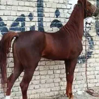 اسب نریان