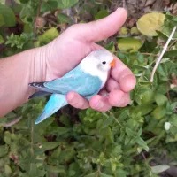 کوتوله(طوطی برزیلی) نرم خور رنگ خاص اوپلاین بلو